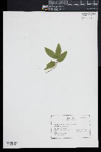 Lonicera canadensis image