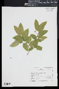 Lonicera canadensis image