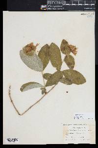 Lonicera dioica image