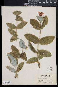 Lonicera dioica image