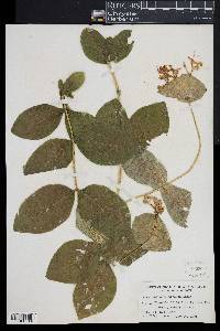 Lonicera hirsuta image