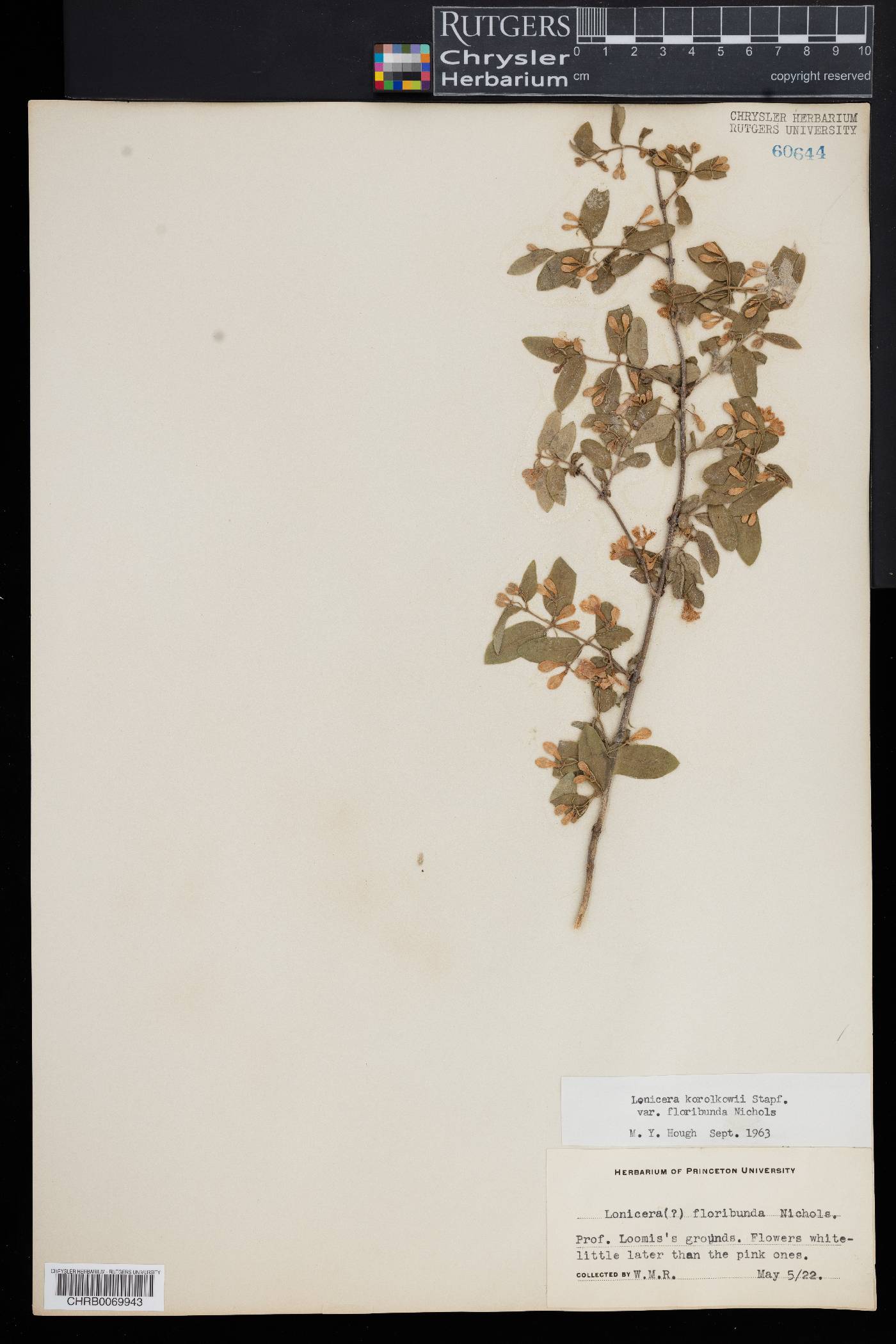 Lonicera korolkowii image