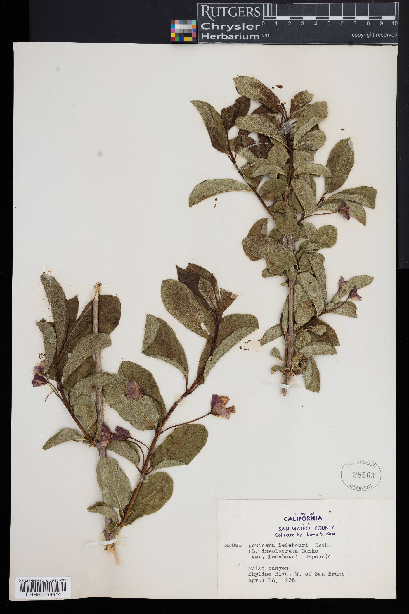 Lonicera ledebourii image