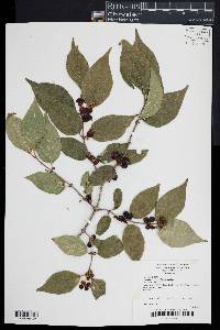 Lonicera maackii image