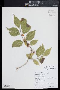 Lonicera maackii image