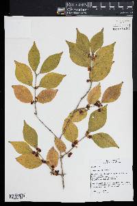 Lonicera maackii image