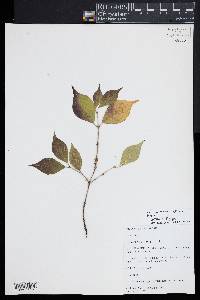 Lonicera maackii image
