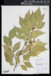 Lonicera maackii image