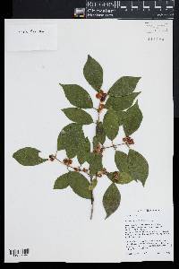 Lonicera maackii image