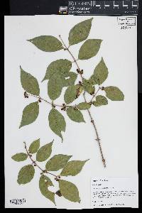 Lonicera maackii image