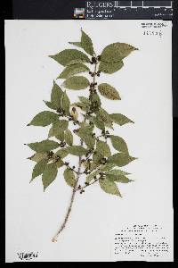 Lonicera maackii image