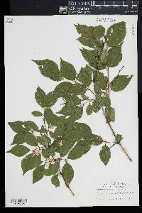 Lonicera maackii image