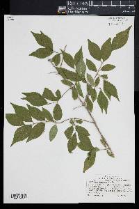 Lonicera maackii image