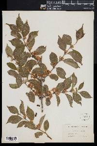 Lonicera maackii image