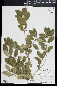 Lonicera morrowii image