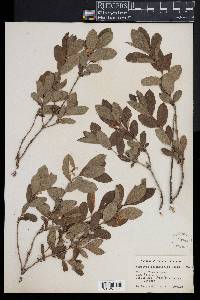 Lonicera oblongifolia image