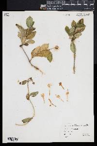 Lonicera periclymenum image