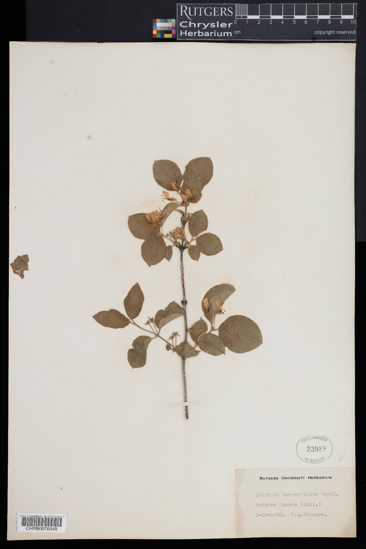 Lonicera ruprechtiana image