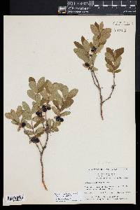 Lonicera villosa image