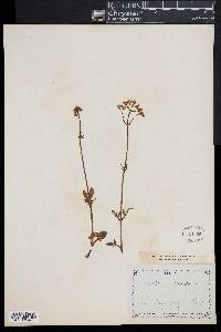 Valeriana dioica image