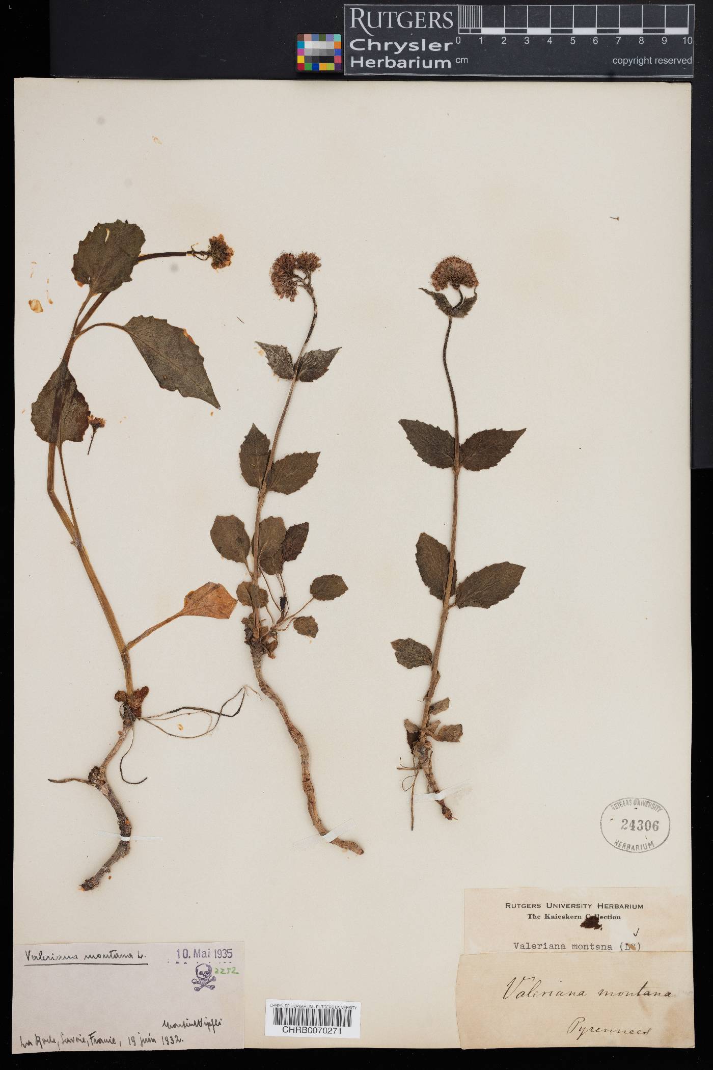 Valeriana montana image