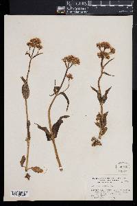 Valeriana montana image