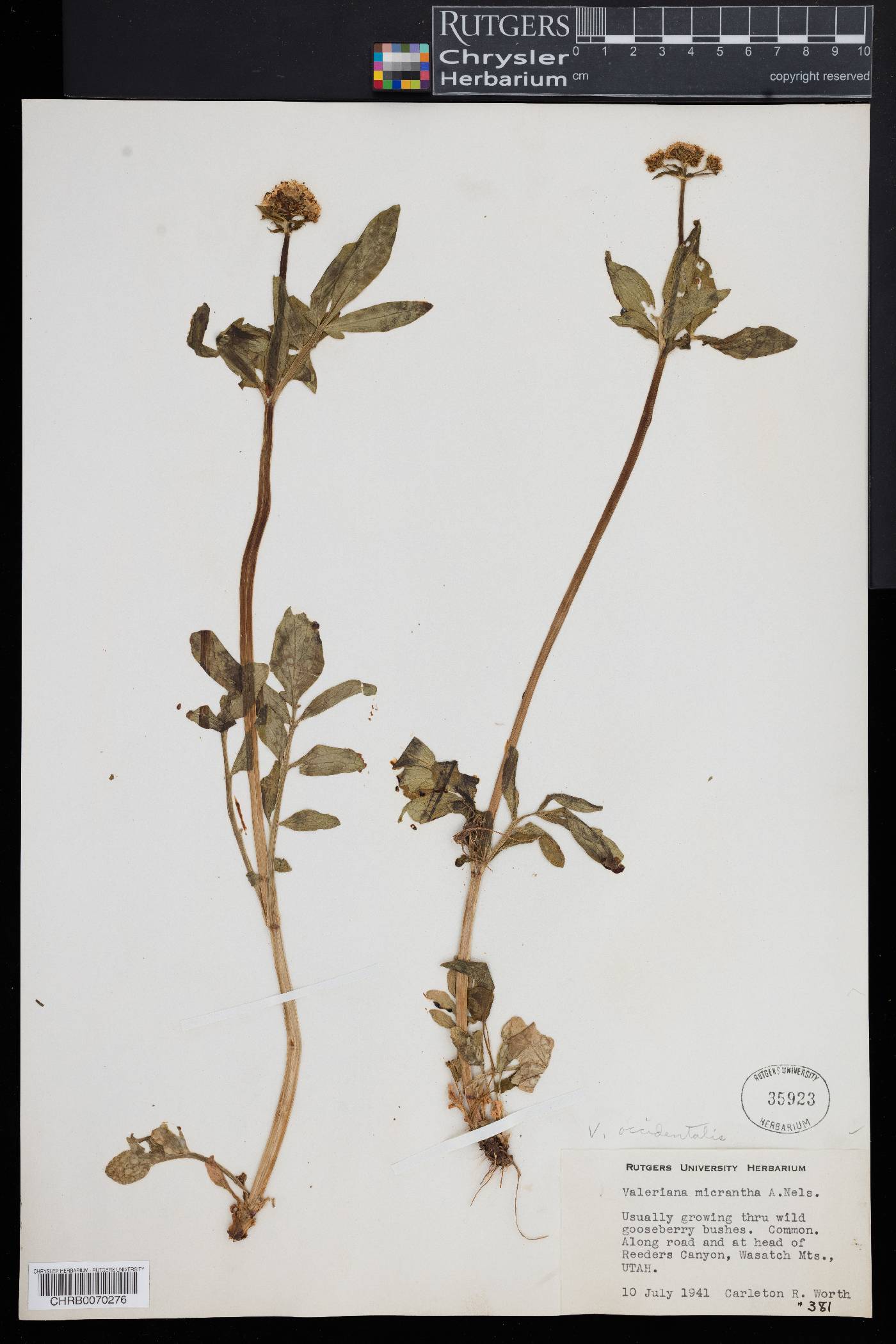 Valeriana micrantha image