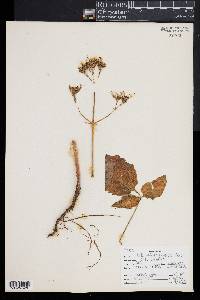 Valeriana sitchensis image