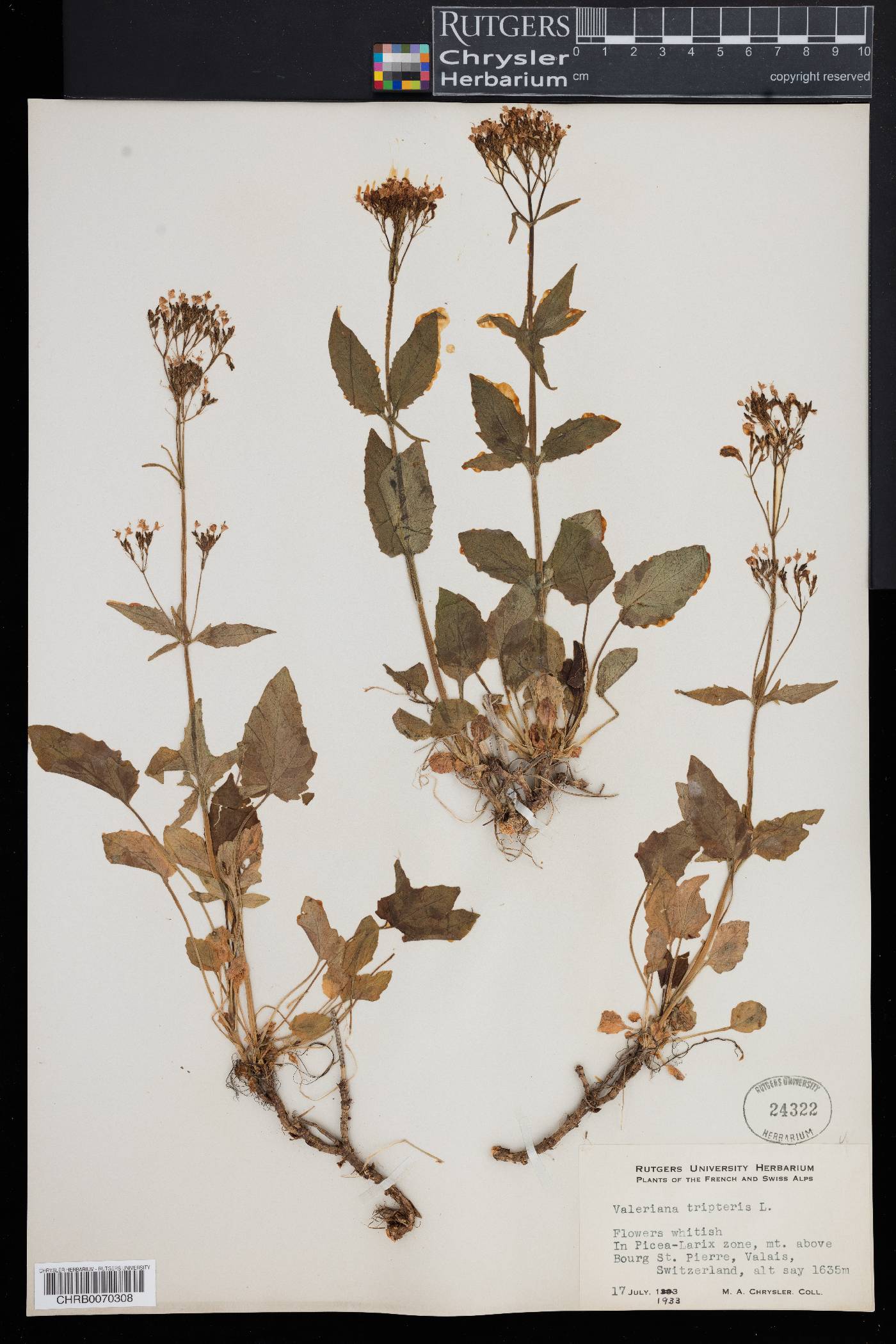 Valeriana tripteris image