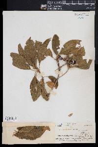 Pittosporum arborescens image