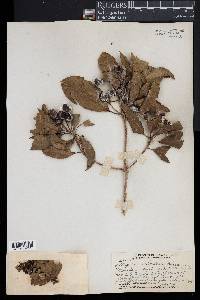 Pittosporum arborescens image