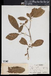 Pittosporum arborescens image