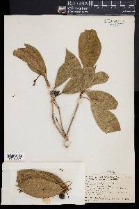 Pittosporum arborescens image