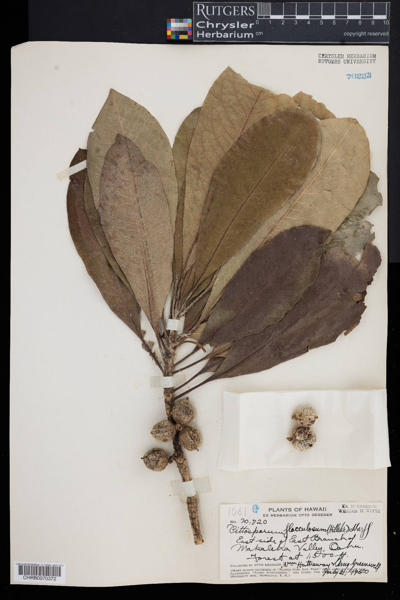 Pittosporum flocculosum image