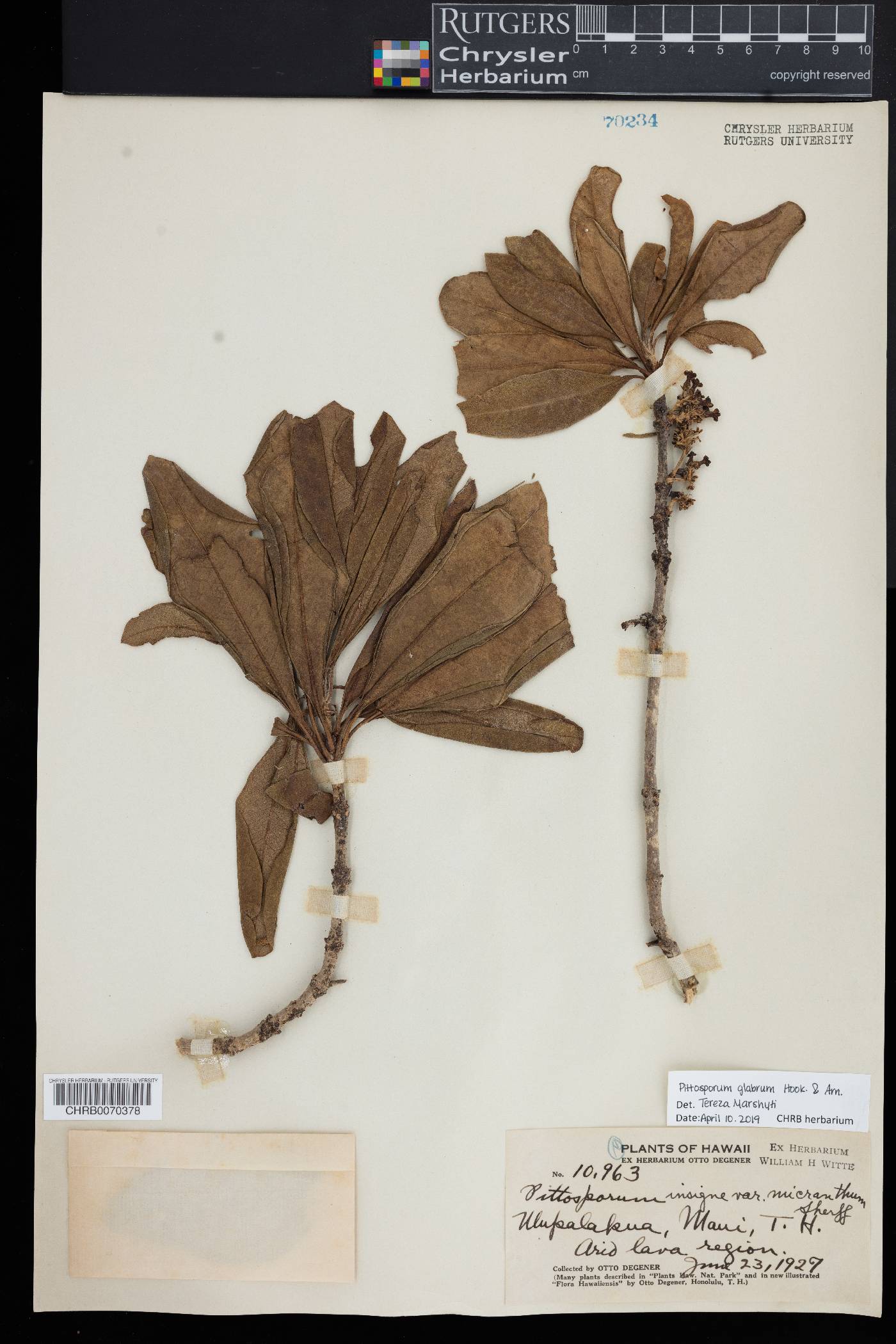 Pittosporum glabrum image