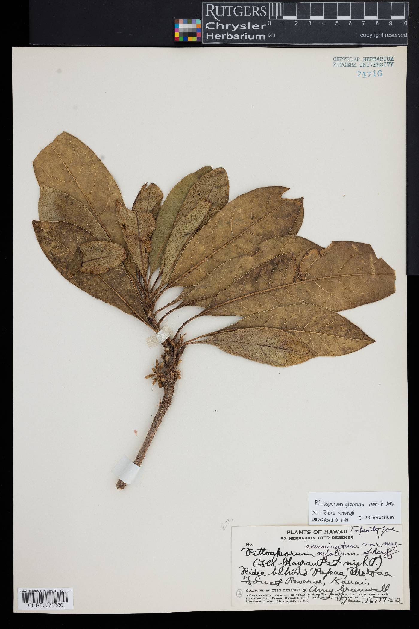 Pittosporum glabrum image