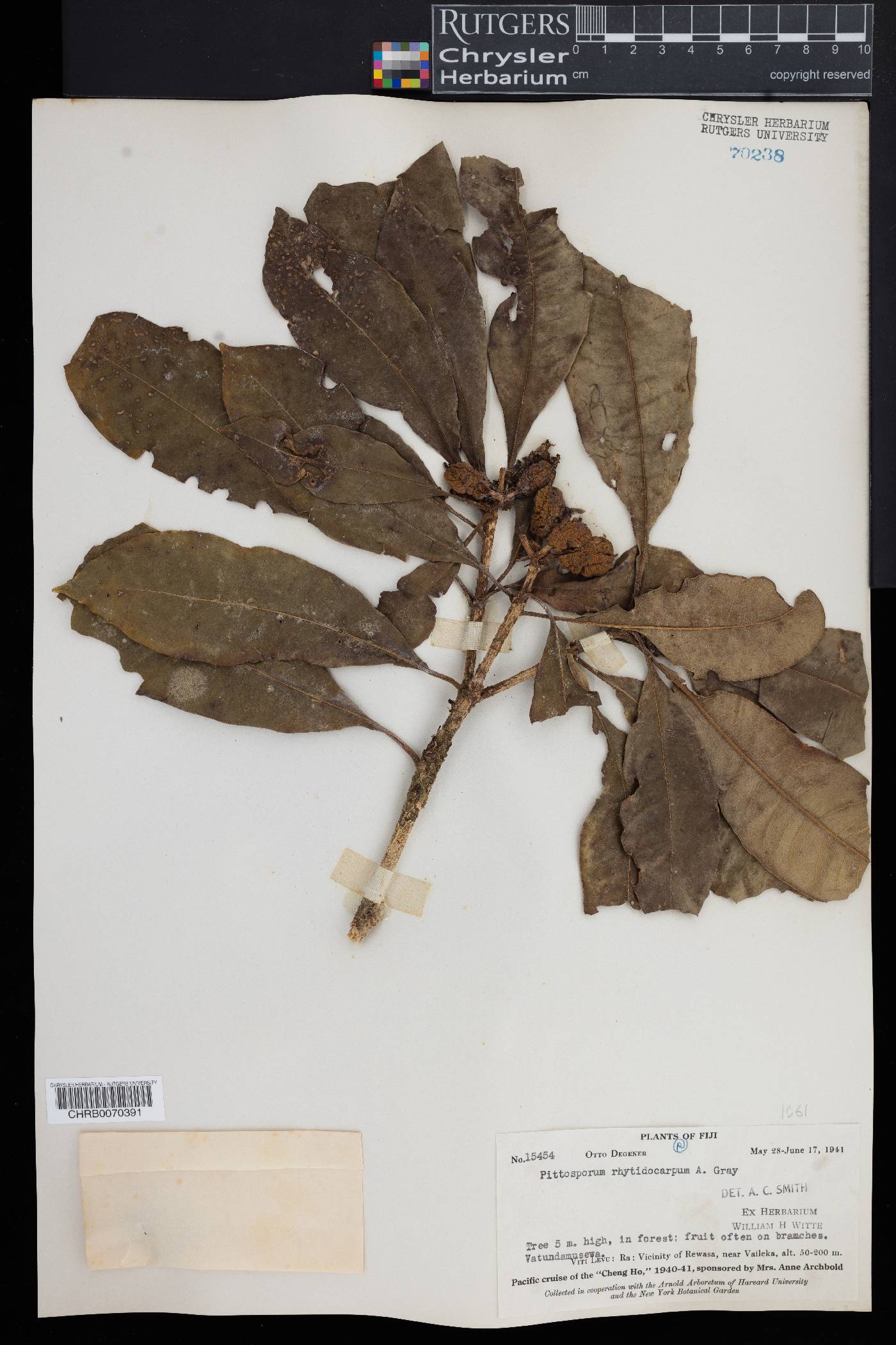 Pittosporum rhytidocarpum image