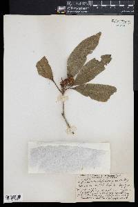 Pittosporum rhytidocarpum image