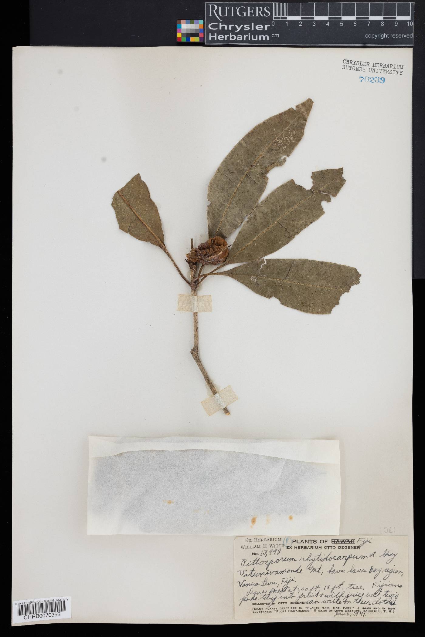 Pittosporum rhytidocarpum image