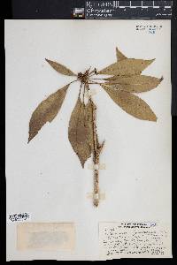 Pittosporum rhytidocarpum image