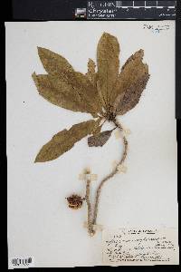 Pittosporum rhytidocarpum image