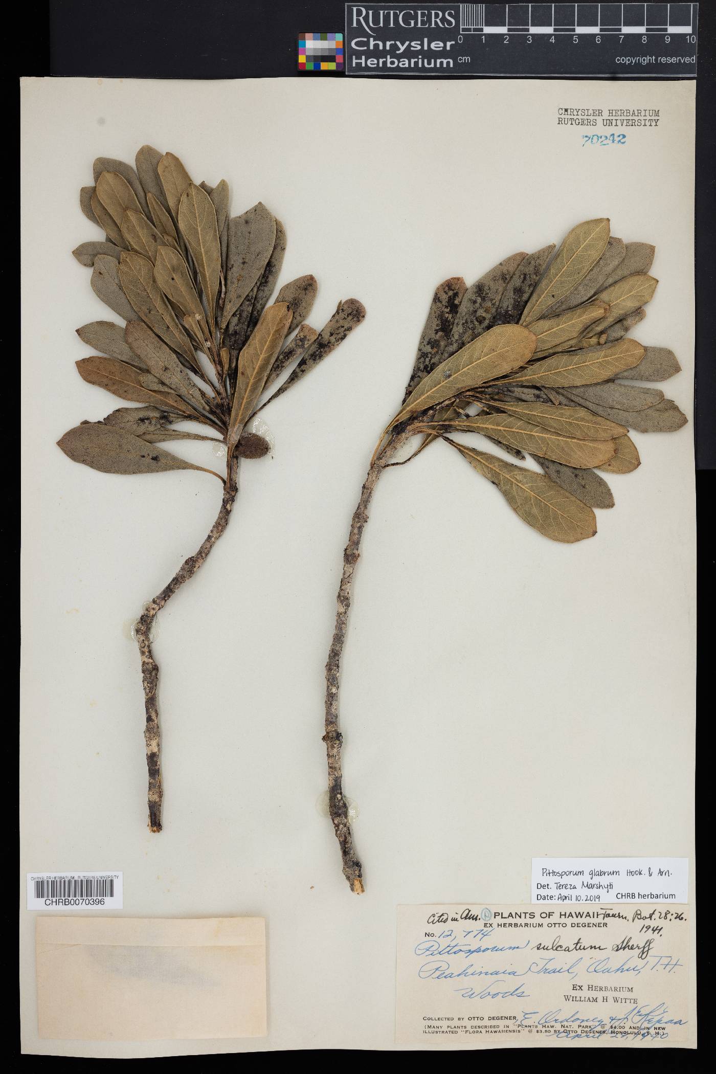 Pittosporum glabrum image