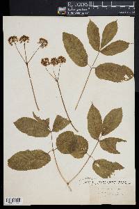 Aralia nudicaulis image