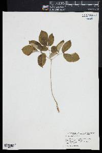 Aralia nudicaulis image