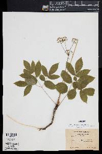 Aralia nudicaulis image