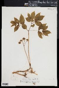 Aralia nudicaulis image