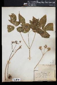 Aralia nudicaulis image