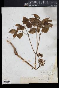 Aralia nudicaulis image