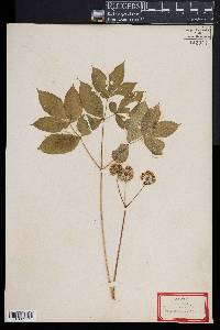 Aralia nudicaulis image