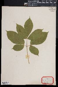 Aralia nudicaulis image